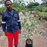 Bambusa Balcooa 20lt
