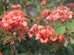 Bauhinia Galpinii 20lt