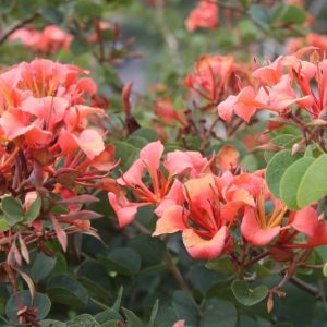 Bauhinia-galpinii-climbing-shrub-makes-a-good-screen-plant.jpg Bauhinia Galpinii 20lt