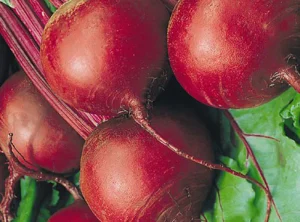 Beetroot Detroit 4 Pack Tray