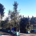 Betula Pendula Alba 250lt