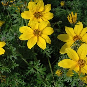Bidens-Yellow-Charm-14cm.jpg Bidens Yellow Charm 14cm Pot