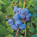 Blueberry Biloxi 22cm Pot