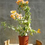 Bougainvillea Delta Dawn 10lt