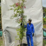 Bougainvillea Gladys Hepburn 70lt