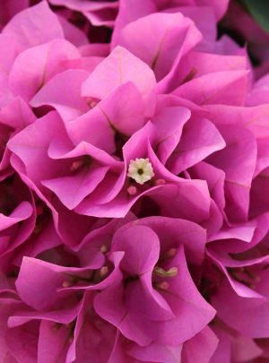 Bougainvillea Philippine Parade 10lt