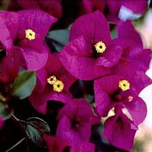 Bougainvillea-Poulton-Special-10lt.jpg Bougainvillea Poulton Special 10lt