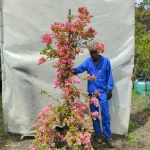 Bougainvillea Rosenka 70lt