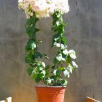 Bougainvillea Bridal Bouquet 10lt