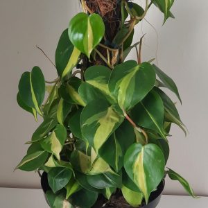 Brasil-Moss-Pole-scaled-1.jpg Philodendron Brasil on Moss Pole 30cm Pot