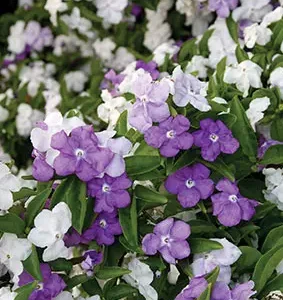 Brunfelsia-Floribunda-12cm-Pot.webp Brunfelsia Floribunda 12cm Pot