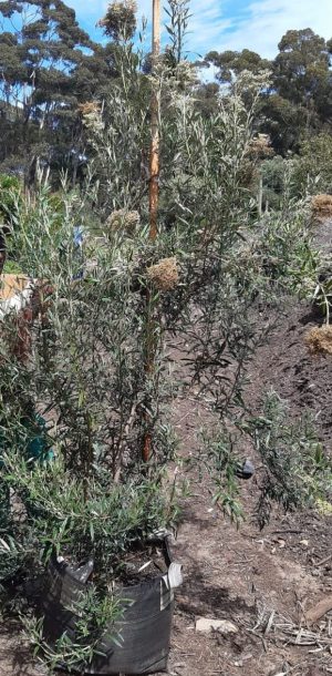 Buddleia Saligna 70lt