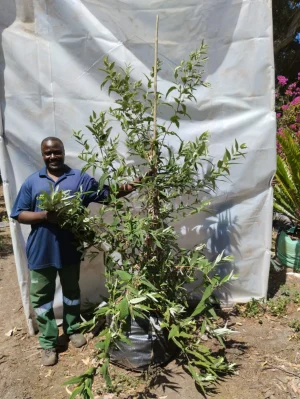 Buddleia-salviifolia-70lt-RH.webp Buddleia Salviifolia 70lt