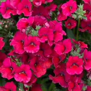 Burgundy.jpg Nemesia Nesia Burgundy 15cm Pot