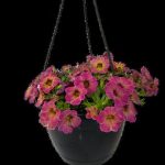 CALIBRACHOA-ASSORTED-21CM-HB.jpg Calibrachoa Assorted 21cm H/B