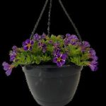 CALIBRACHOA-ASSORTED-21CM-HB-2.jpg Calibrachoa Assorted 21cm H/B