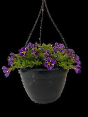 CALIBRACHOA-ASSORTED-21CM-HB-2.jpg Calibrachoa Assorted 21cm H/B