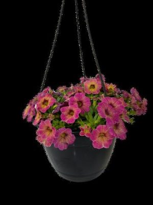 CALIBRACHOA-ASSORTED-21CM-HB.jpg Calibrachoa Assorted 21cm H/B
