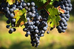 Grape Vine Cabernet Sauvignon 10lt