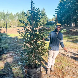 Camellia-japonica-Guillio-Nuccio-70lt-G.webp Camellia Japonica Guillio Nuccio 70lt