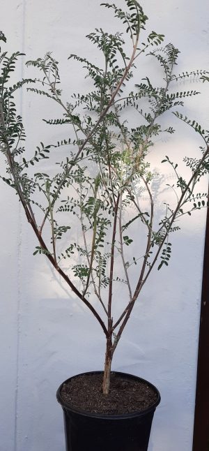 Cancer Bush 17cm Pot