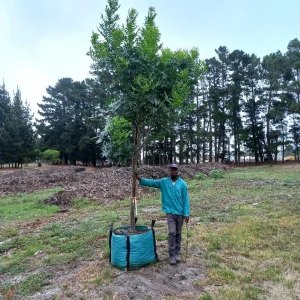Cape Ash Tree 250lt