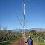 Carya illinoinensis (Pecan nut) 200lt Tree