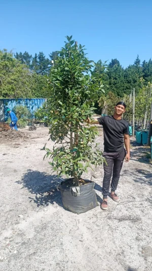 Cassine Crocea 70lt