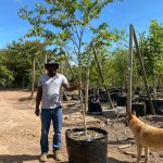 White Stinkwood Tree 125lt