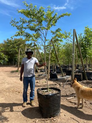 Celtis-africana-125lt.jpeg White Stinkwood Tree 125lt