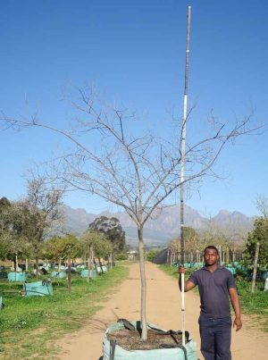 Celtis-africana-White-Stinkwood.jpg Celtis Africana 1000lt Tree