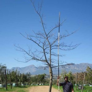 Celtis-sinensis-Chinese-Hackberry-White-Stinkwood.jpg Celtis Sinensis 400lt Tree