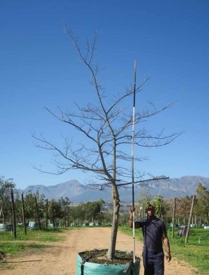Celtis-sinensis-Chinese-Hackberry-White-Stinkwood.jpg Celtis Sinensis 1000lt Tree