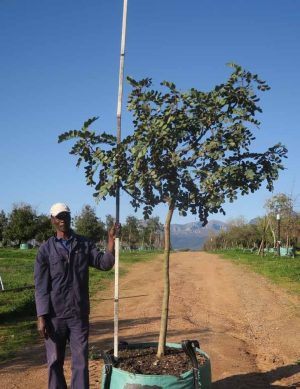 Ceratonia-siliqua-Carob-Tree-1.jpg Ceratonia Siliqua 400lt