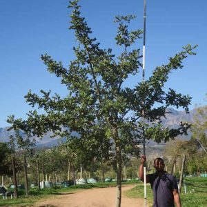 Ceratonia Siliqua 1000lt