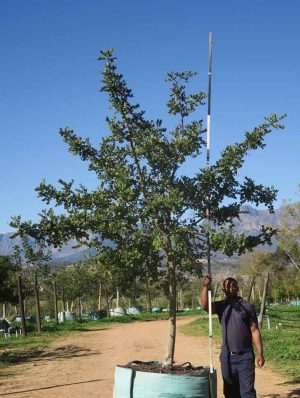 Ceratonia Siliqua 1000lt