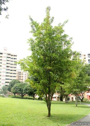 Citharexylum-quadrangulare.jpg Citharexylum Quadrangulare (Fiddlewood Tree) 100lt