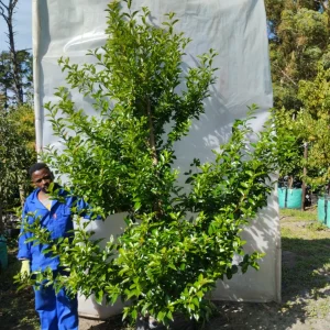 Citharexylum-seratum-70lt-RH_jfif.webp Citharexylum Seratum 70lt