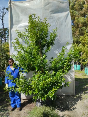 Citharexylum Seratum 70lt
