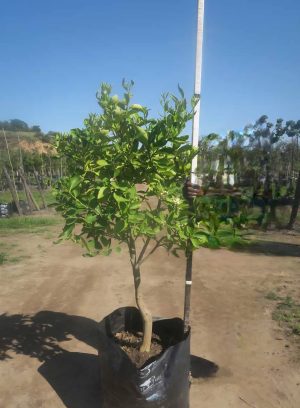 Citrus-latifolia-Tahiti-Lime-100L-C43A_322625286_a100l.jpeg Tahiti Lime Tree 100lt