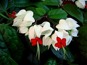 Clerodendrum-balfouri-Bleeding-Heart.jpg Clerodendrum Balfouri (Bleeding Heart) 20lt