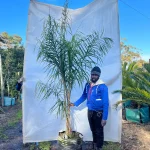 Cocos Plumosa 70lt