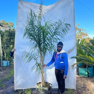 Cocos-plumosa-70lt-RH.webp Cocos Plumosa 70lt