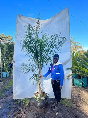 Cocos-plumosa-70lt-RH.webp Cocos Plumosa 70lt