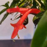 Columnea Gloriosa Hanging Basket 20cm