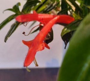 Columnea Gloriosa Hanging Basket 20cm