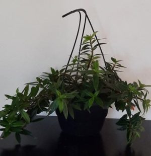Columnea Gloriosa Hanging Basket 20cm