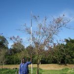 Combretum Erythrophyllum 1000lt