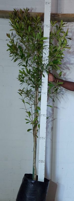 Combretum-krausii.jpg Combretum Krausii 20lt