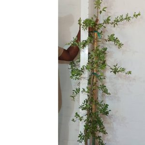 Commiphora-edulis-1.jpg Commiphora Edulis 20lt